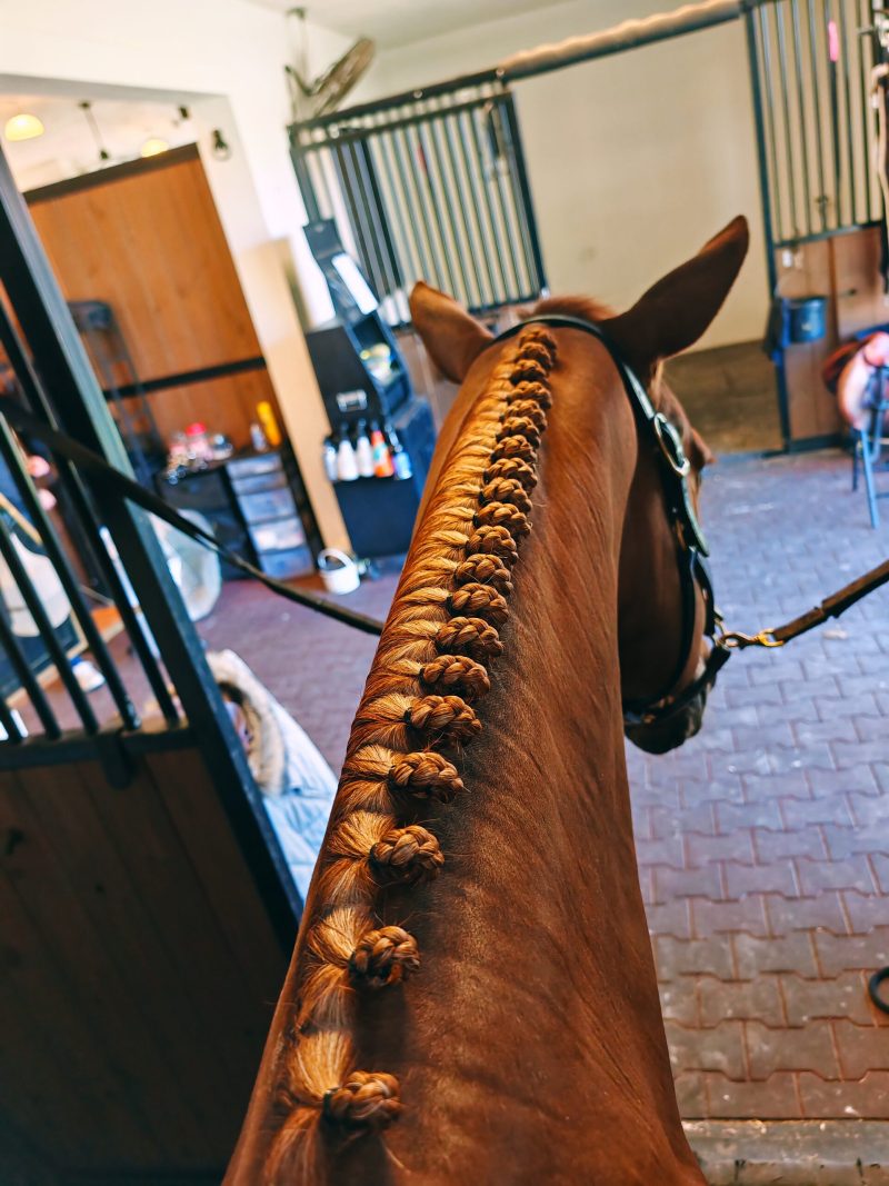 Braided horse mane in the stable