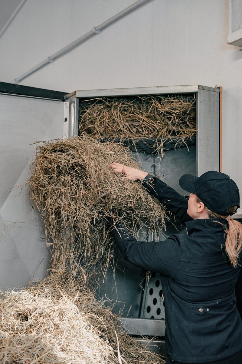 Stable worker loading hay into an automated feeder
